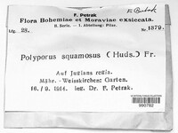 Polyporus squamosus image